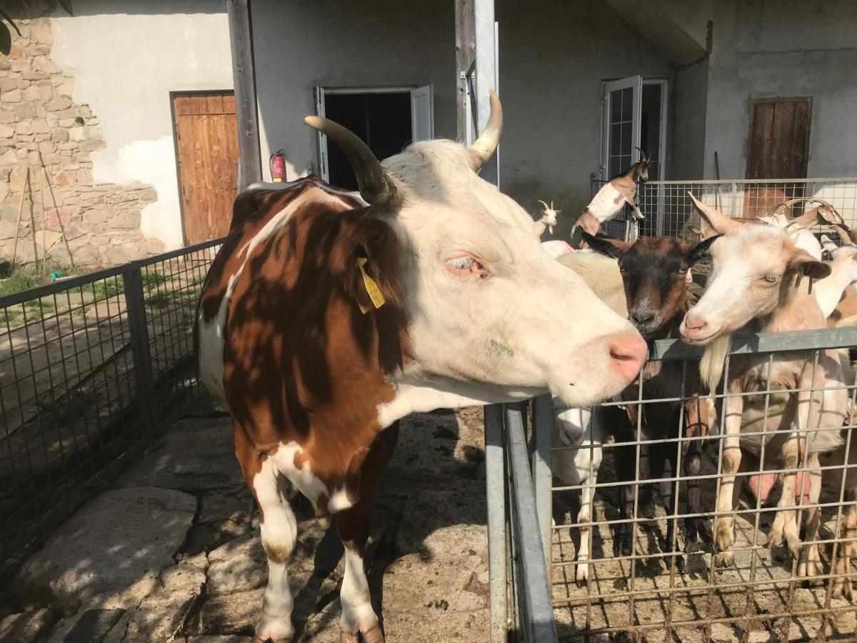 Pension Slunečná Želnava Exterior foto